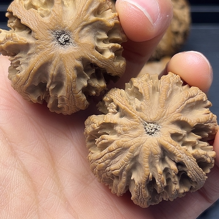 相***沫木质类秦岭突突突突突突突