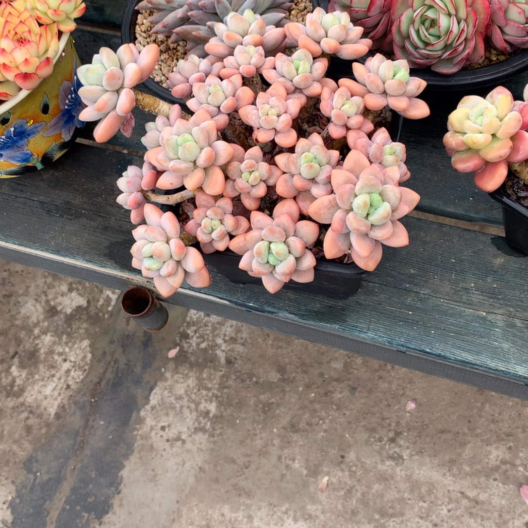 西***吃一物一拍一物一拍