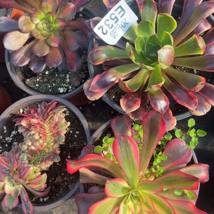 多肉植物532不售后
