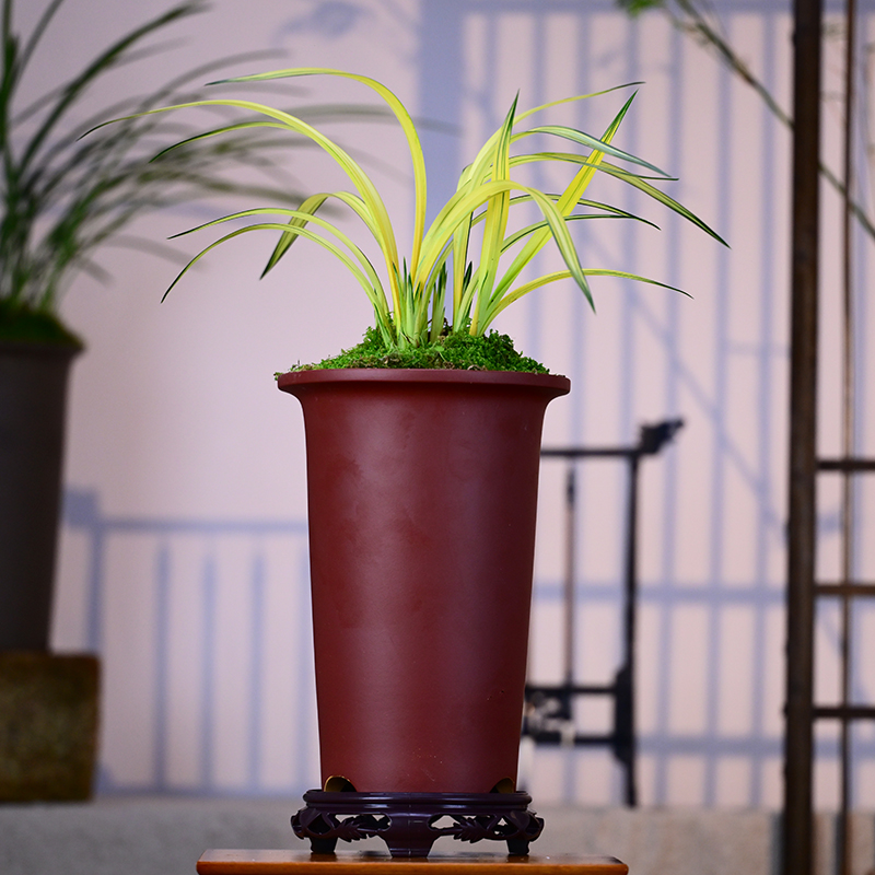 墨兰铭品【兰阳之松】高端紫砂盆栽好种好 易养活盆栽