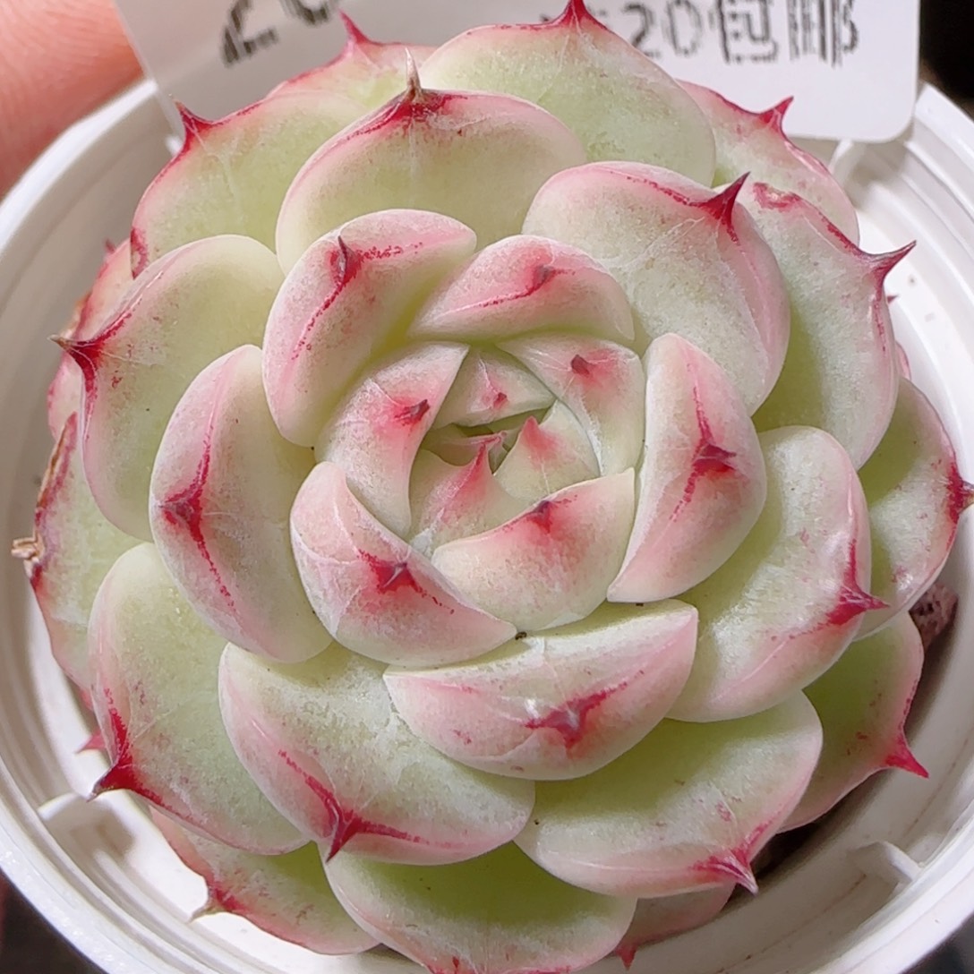 花语多肉1208-204叶伤