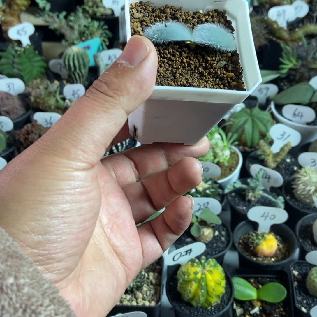 毛叶石蒜一物一拍