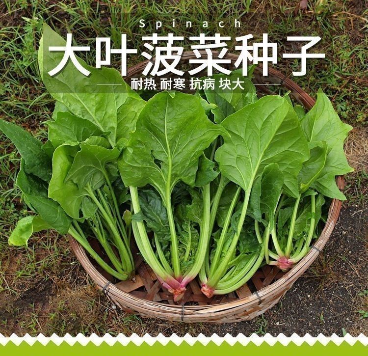 【大叶菠菜种子】四季红根菠菜抗热可阳台盆栽菜园种植农家蔬菜种子商品图