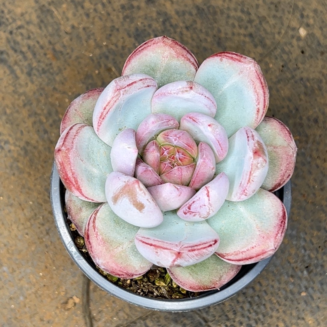 小伙伴 杂交系列 发货