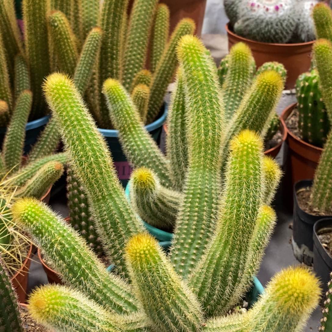 群生多头双色金妞一杯