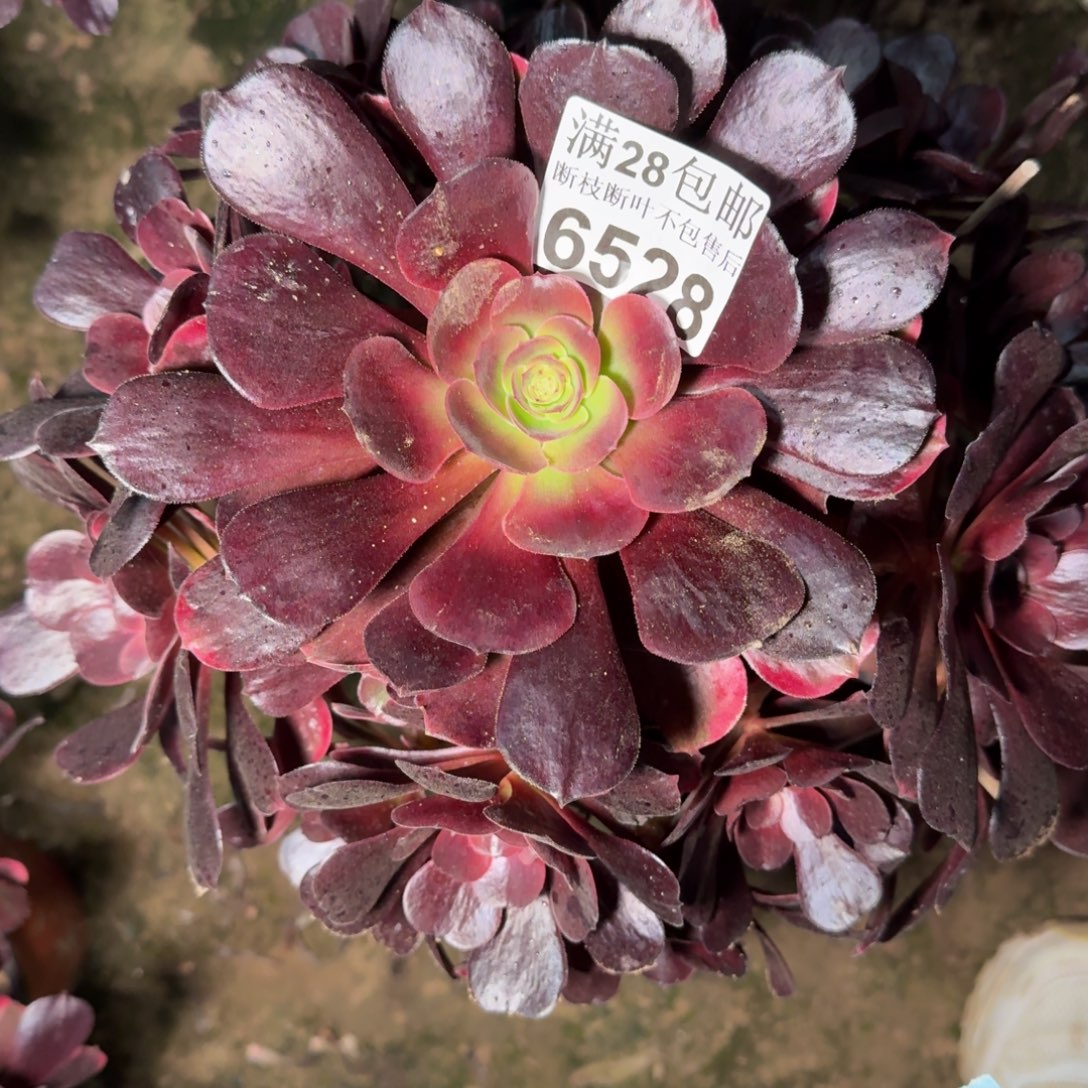 6528爱神杆歪多肉植物