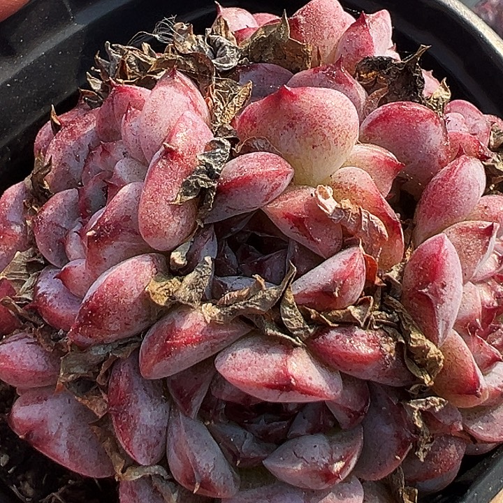 糖心天鹅绒。  福利多多