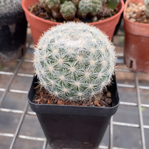 实生满月5仙人球