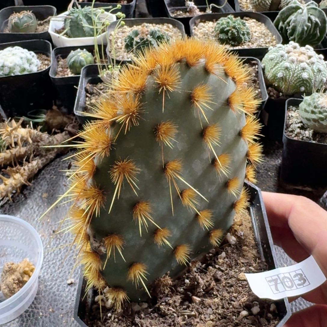 703花火团扇脱土发货