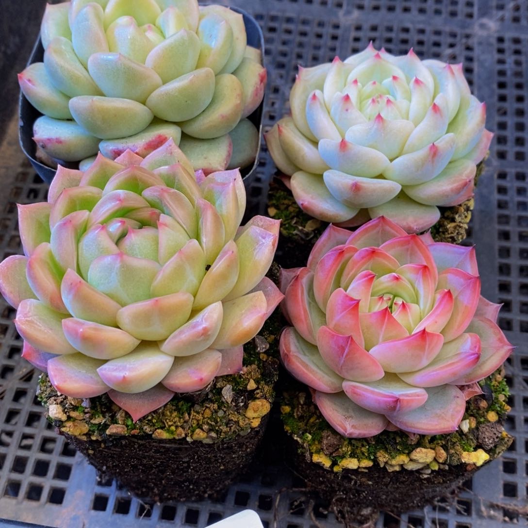 597多肉植物保护研究所所长助理