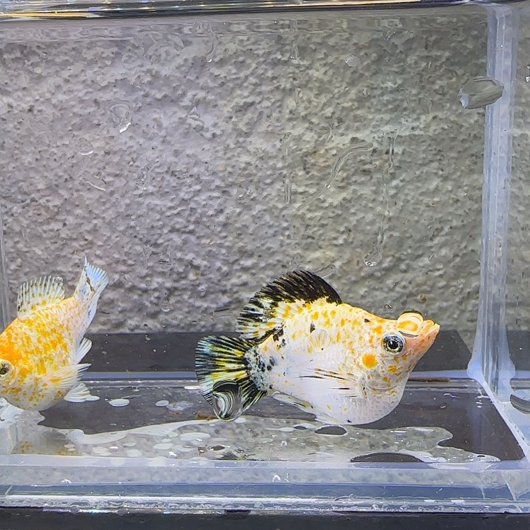 黑玛丽鱼皮卡丘玛丽。41号