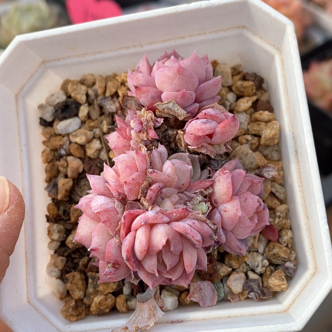 精品多肉一物一拍不包整786