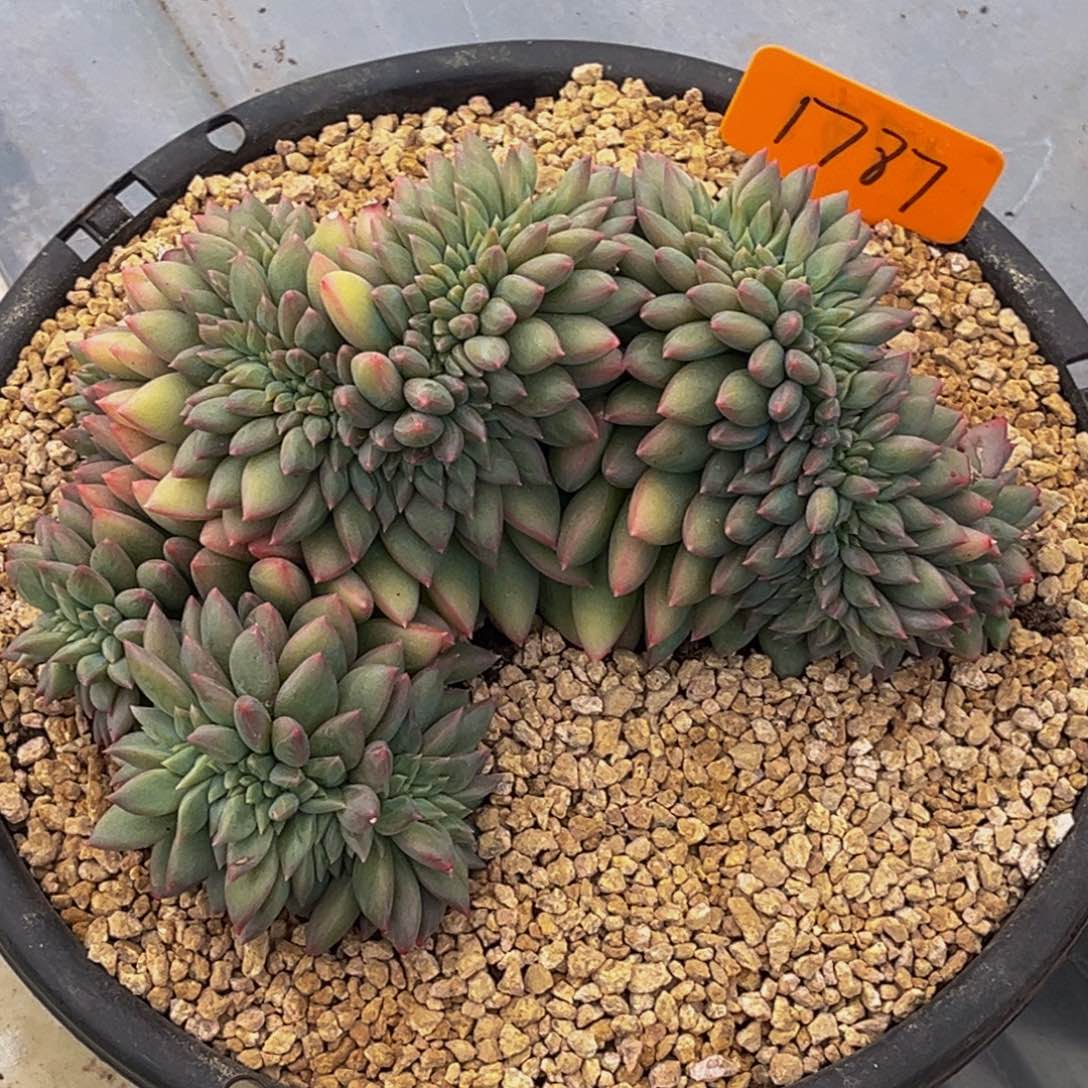 1787号晚上多肉植物群生多肉