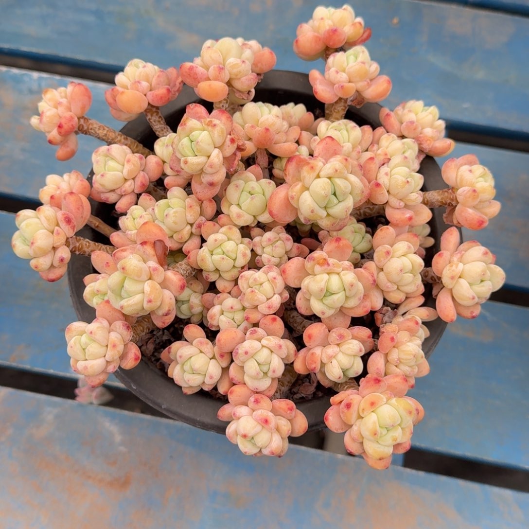 樱花罗琦老桩一物一拍