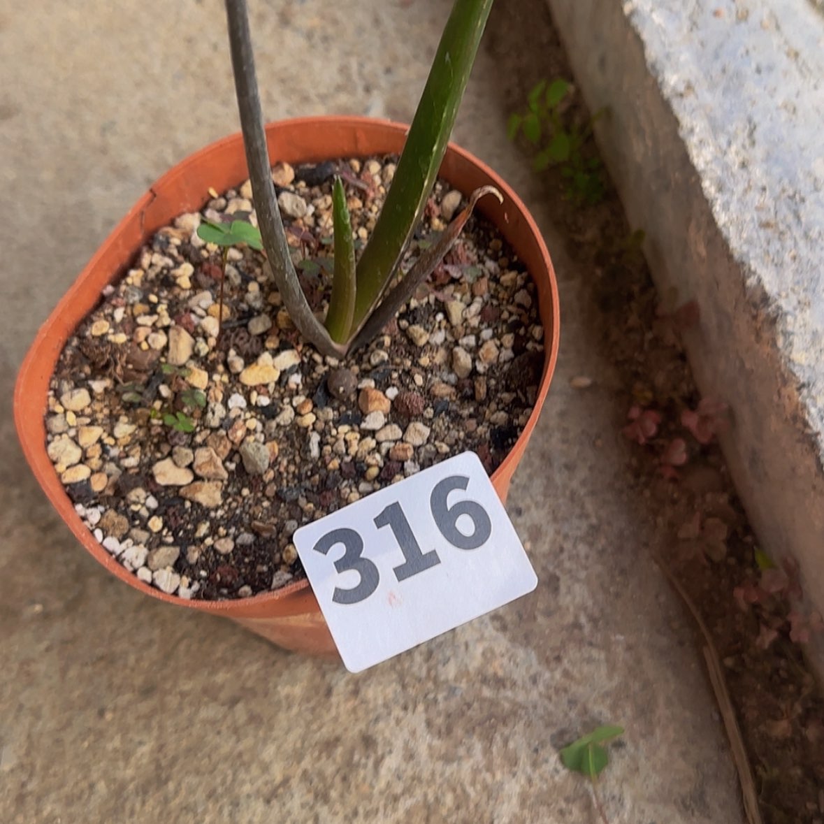 【闪购商品】笑**年块根植物