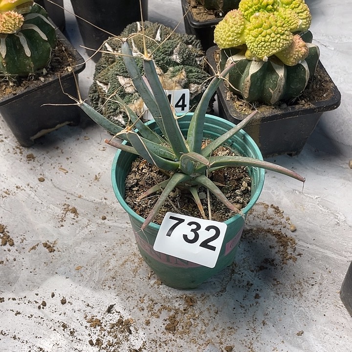 完全开放732光山仙人球