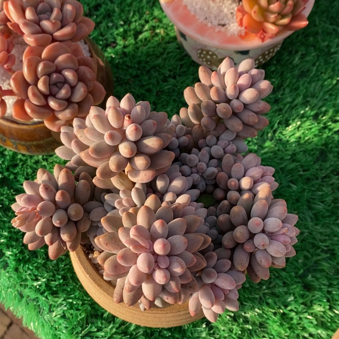 是****是刘刘呀婴儿手指多肉植物