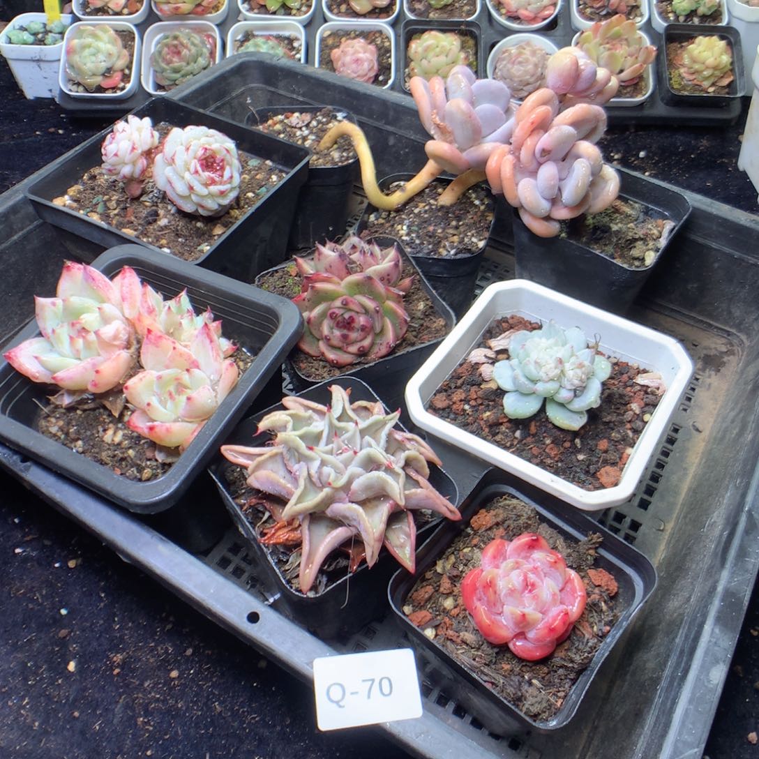 无花朵Q70。yyyyyyyy