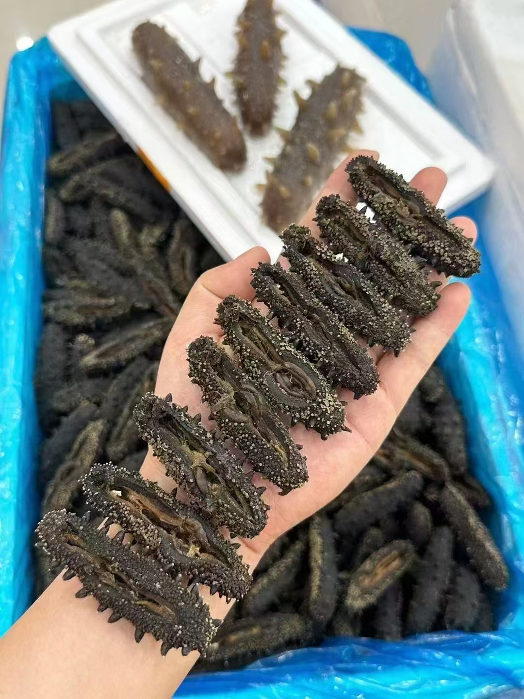 开肚大连辽参 海参 免开肚 纯淡干 鸿浩海味