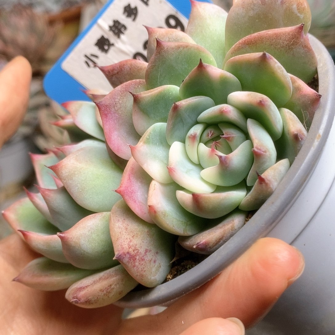 C309锦锦锦锦锦锦锦