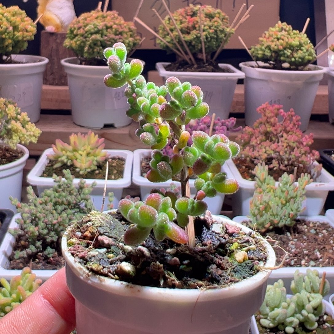 519黄金莱斯一物一拍包开箱