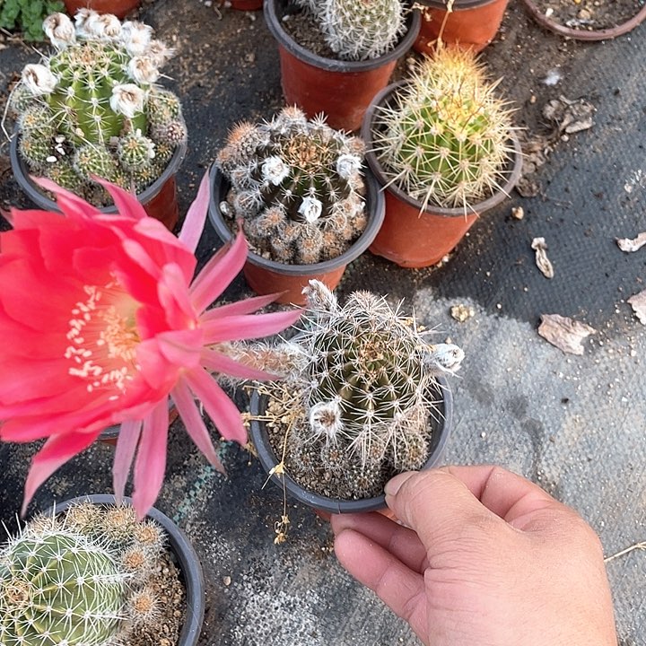 石生根彩草群满25包邮