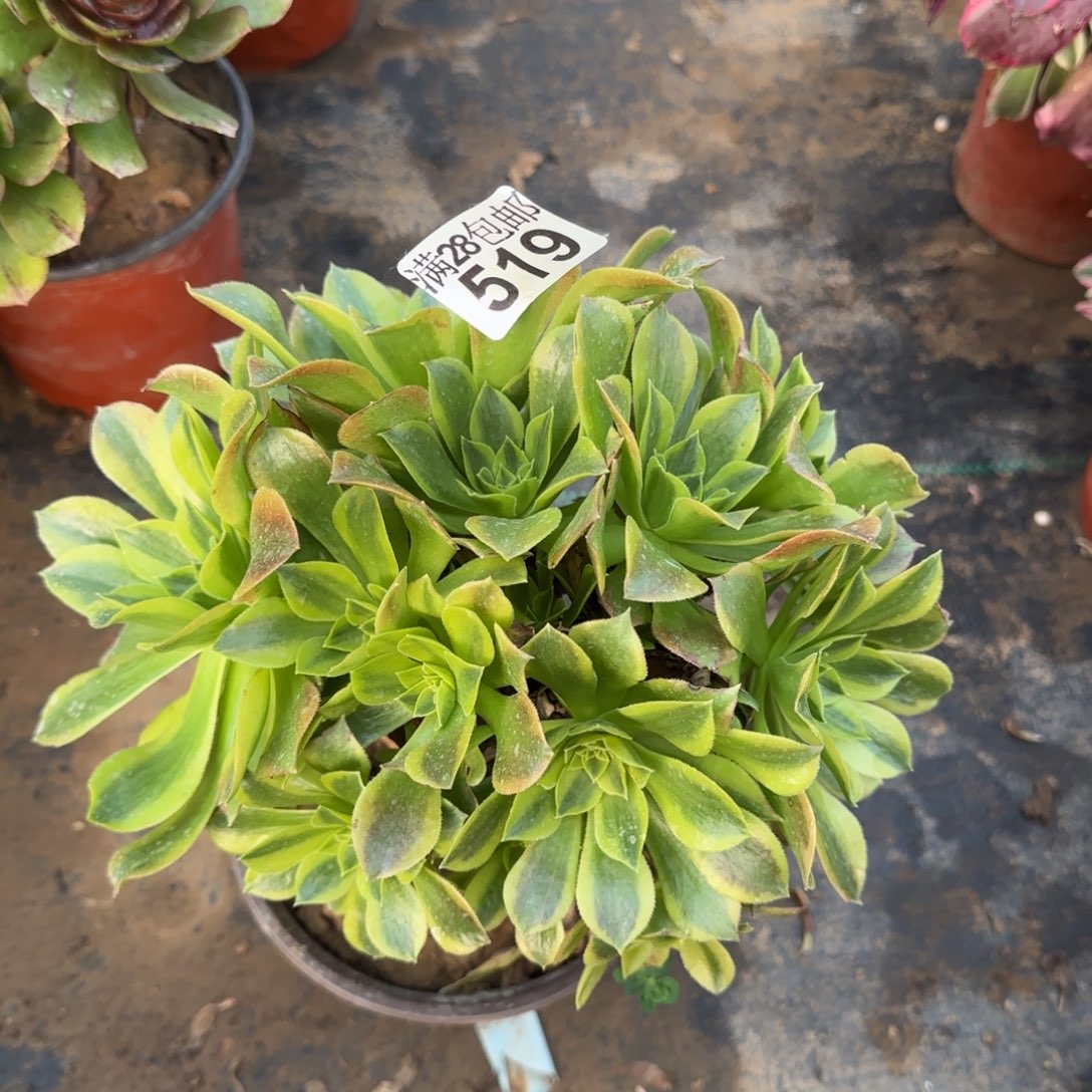 青檬多肉519满28包邮断枝不包