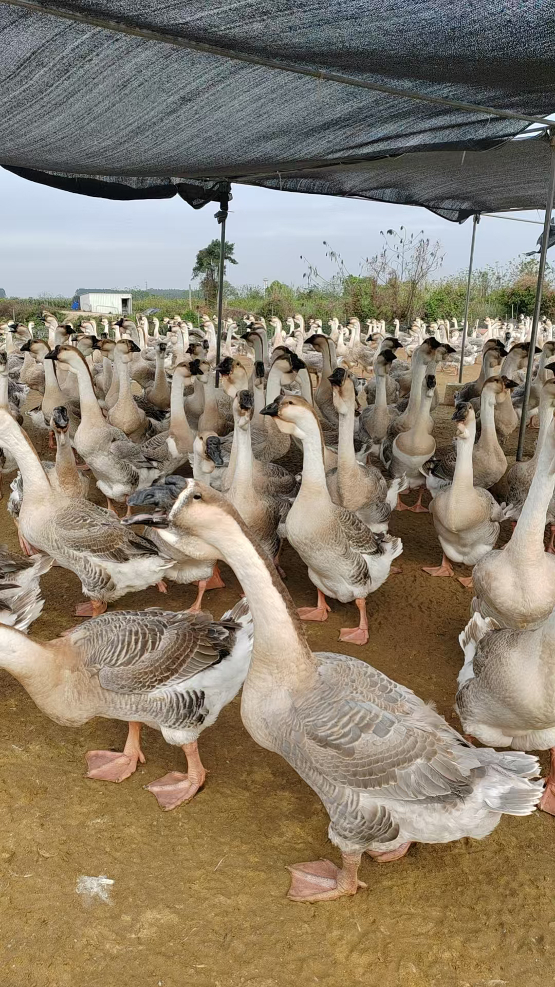 天歌狮头鹅 鹅肉17-18斤顺丰包邮