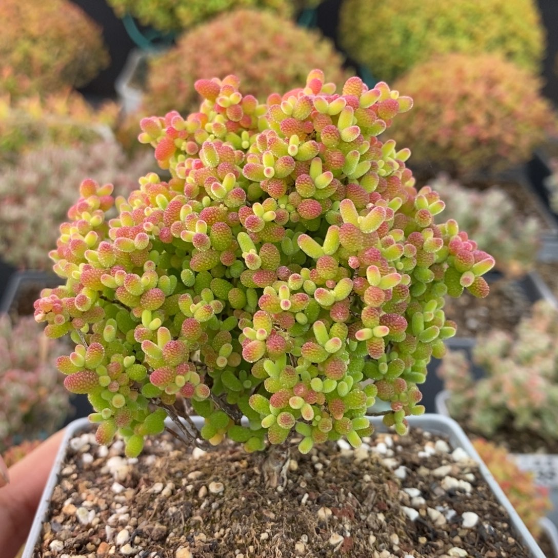 1743蜜橘糖球 。      