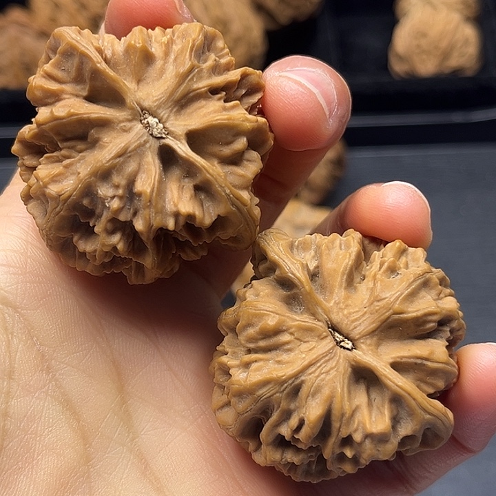 木质类秦岭 突突突突突