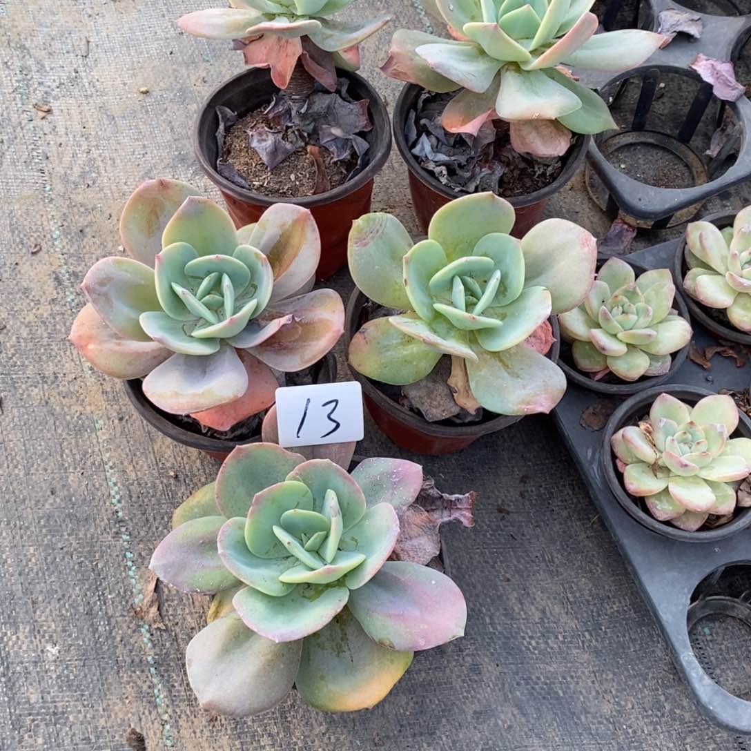 无花朵一**花多肉植物组合拼盘13
