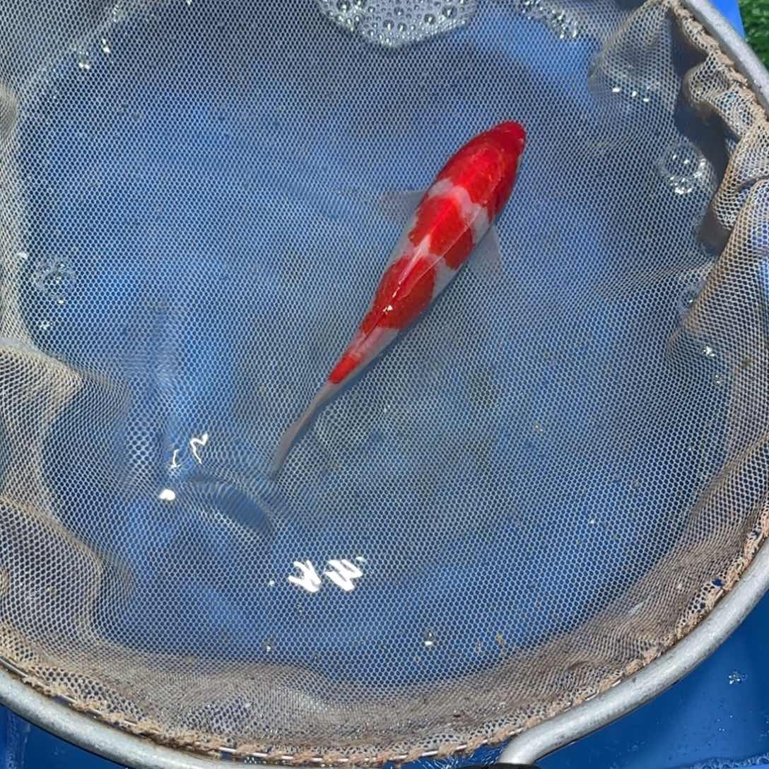 锦鲤锦鲤观赏鱼锦鲤