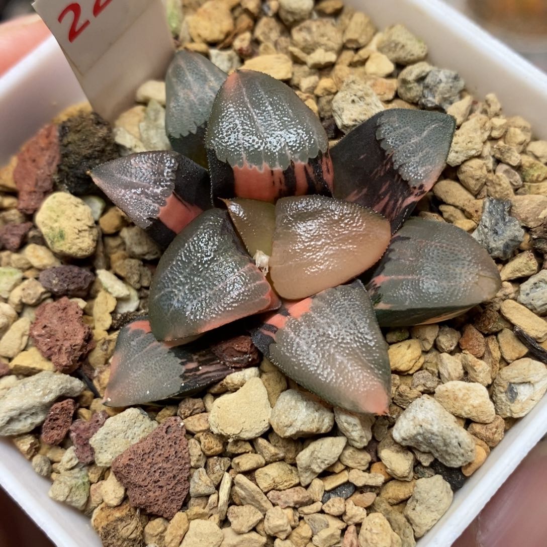 227和田玉克锦一物一拍