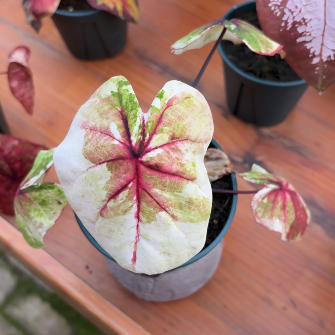 哈拉吧啦（买一送一）泰国彩叶芋