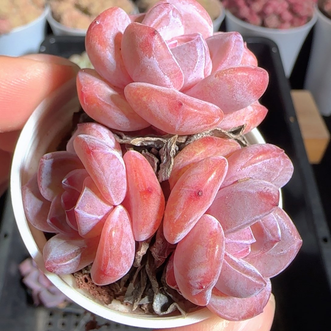 多肉1223-83石榴籽星影