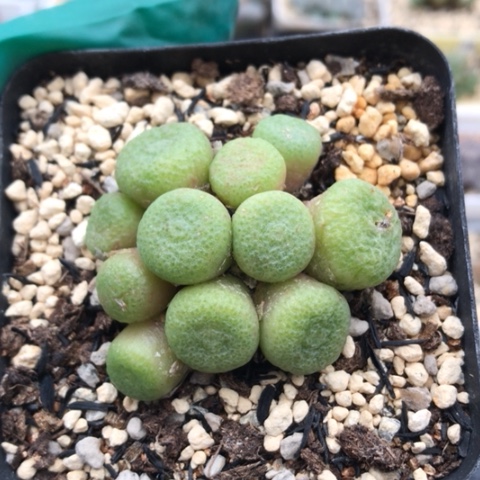 多肉肉锥 11头 青团