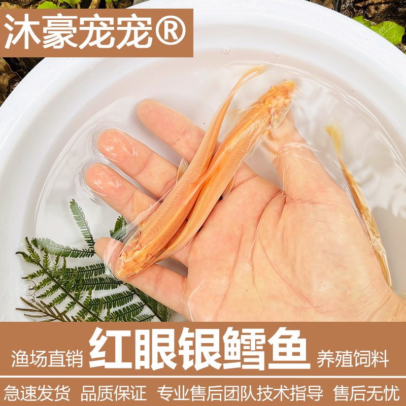 沐豪宠宠【红眼鳕鱼】淡水赤目冷水白子招财可食用观赏鱼食用鱼观赏