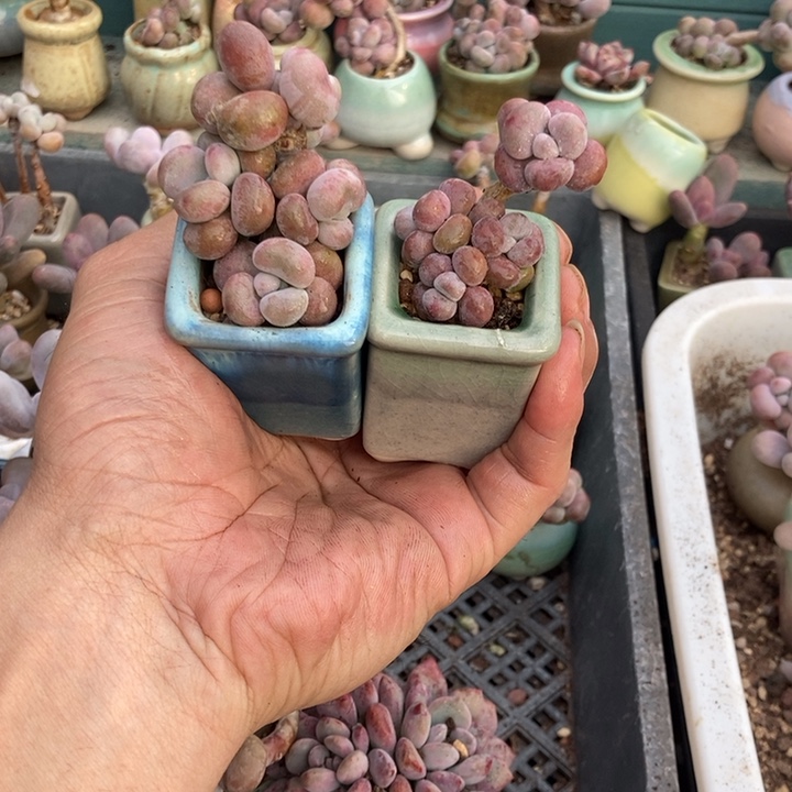 用***妈腰子桃蛋2颗腰子桃蛋