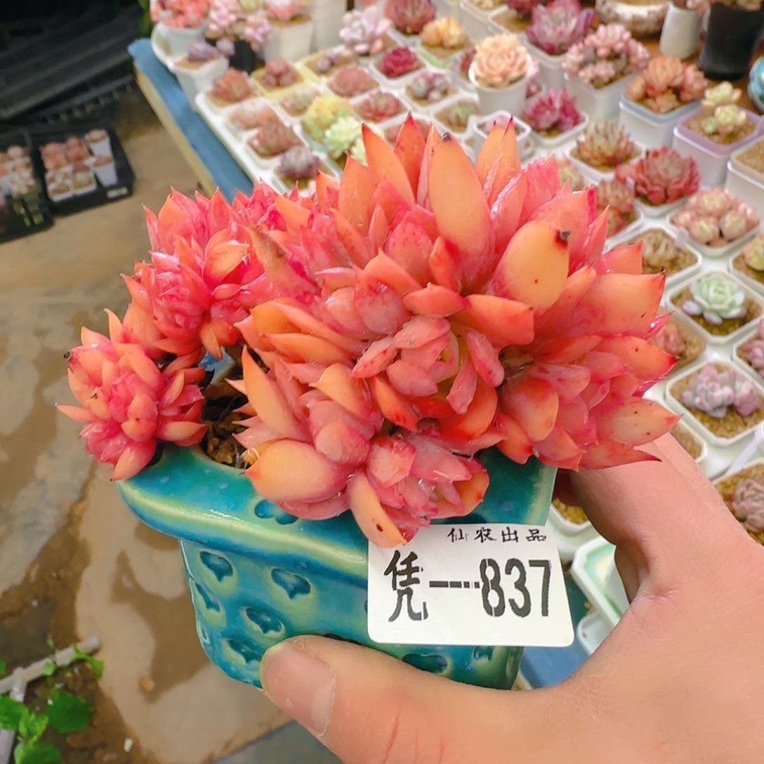 绮罗，837、仙农出品