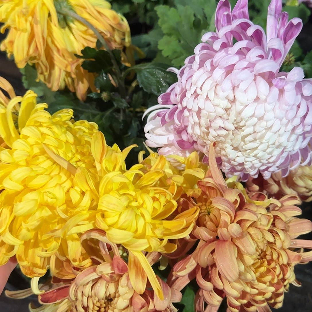 全部花朵J77777777