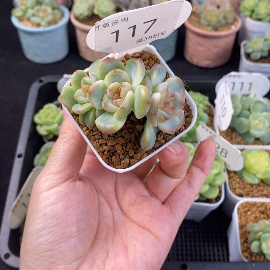 星星月三头群一颗117号