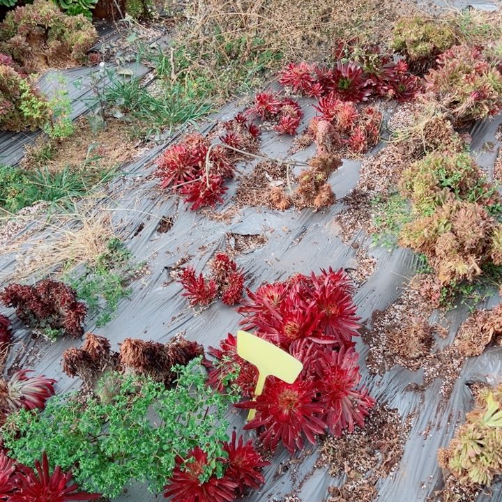 红袖醉话43号多肉法师