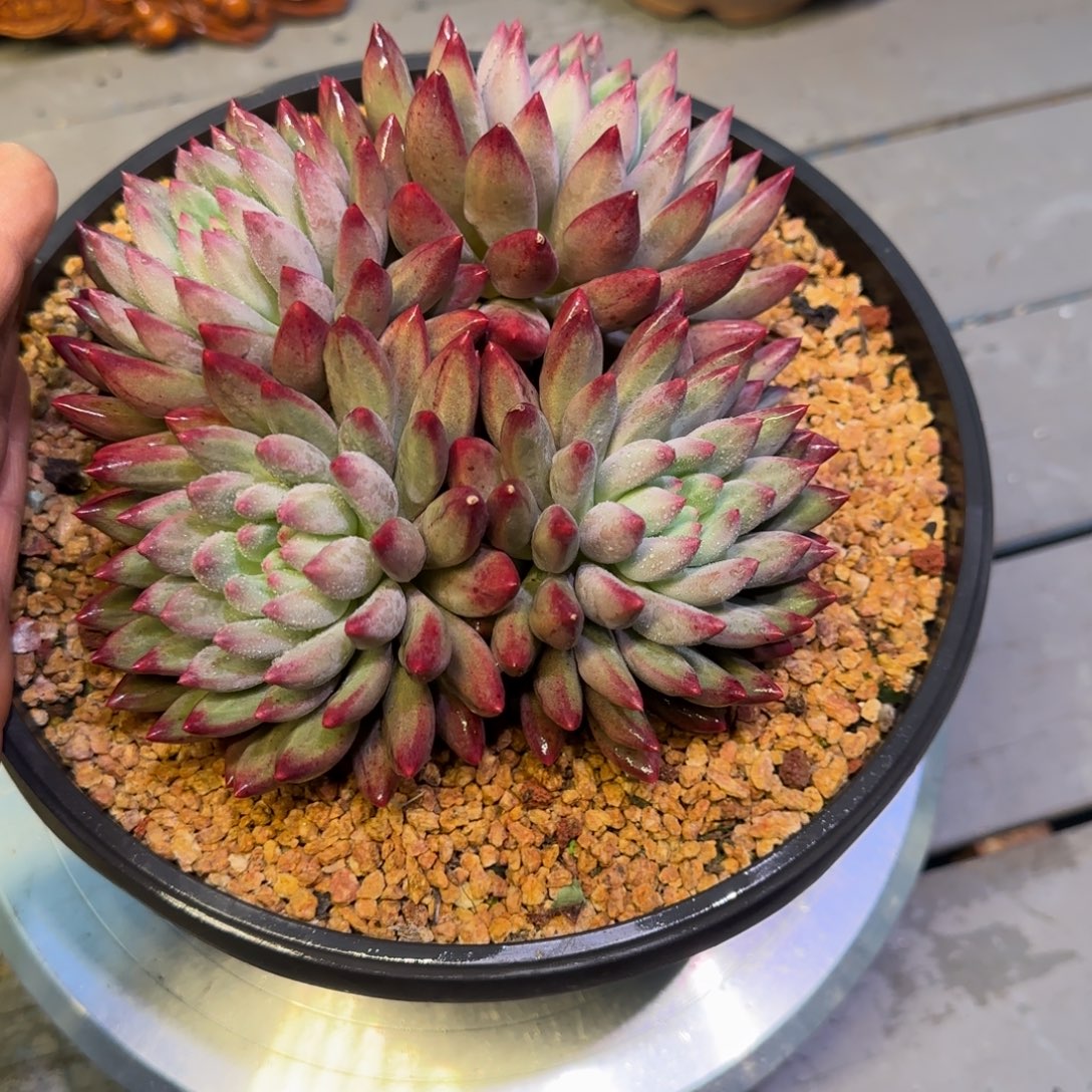 虞美人多肉植物一物一拍