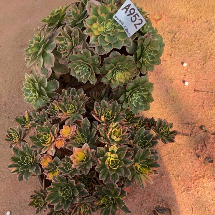 微瑕海王甜茶多肉植物952.