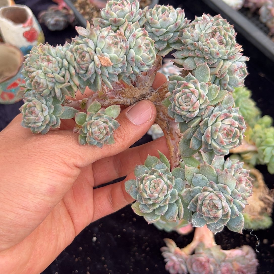  新年快乐新年快乐