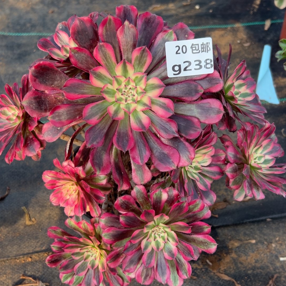 238 红铜白，满20包邮嘟叮熊