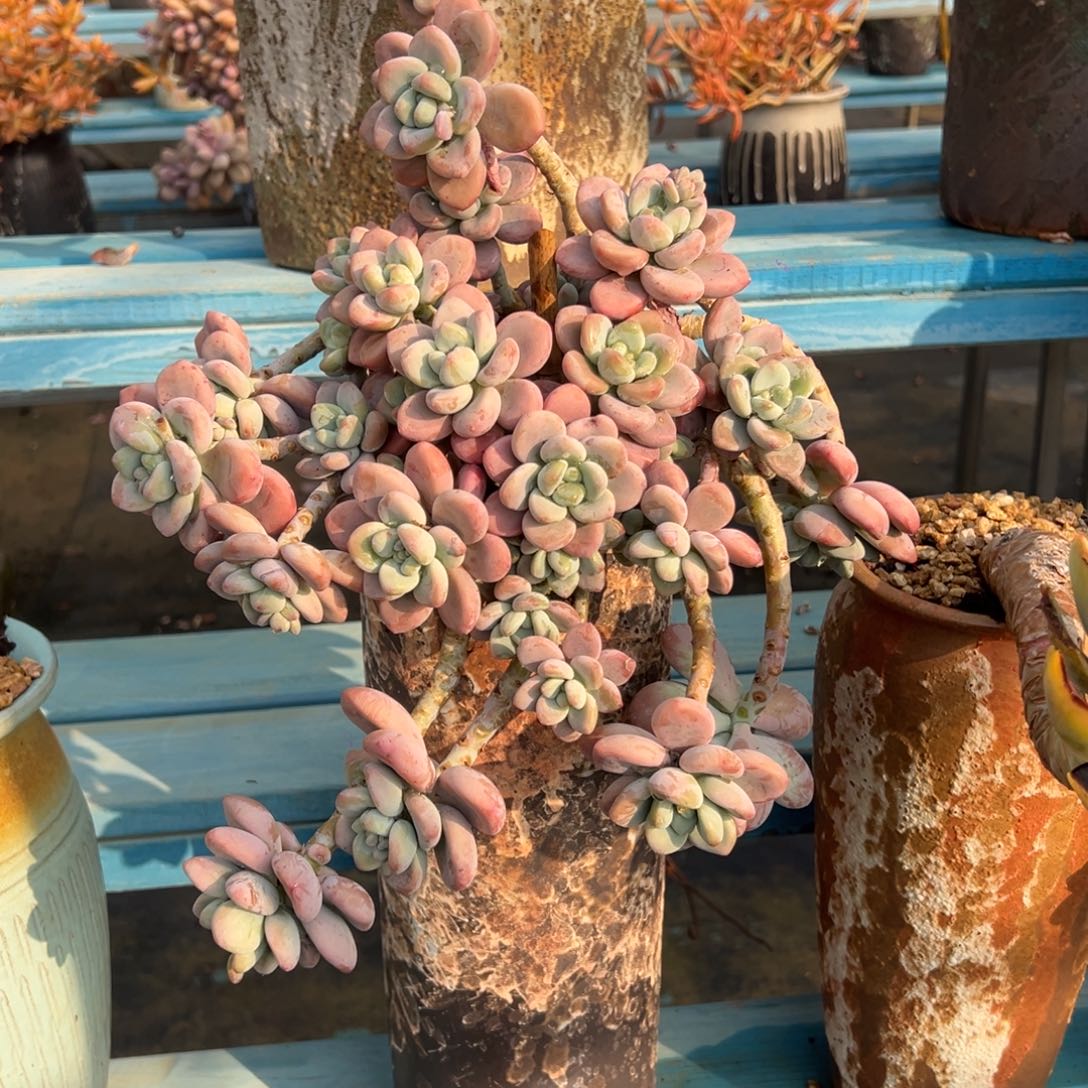 老桩洛神裸肉发货