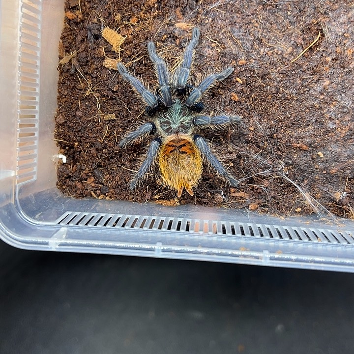 跳蛛宠物活体蜘蛛宠物