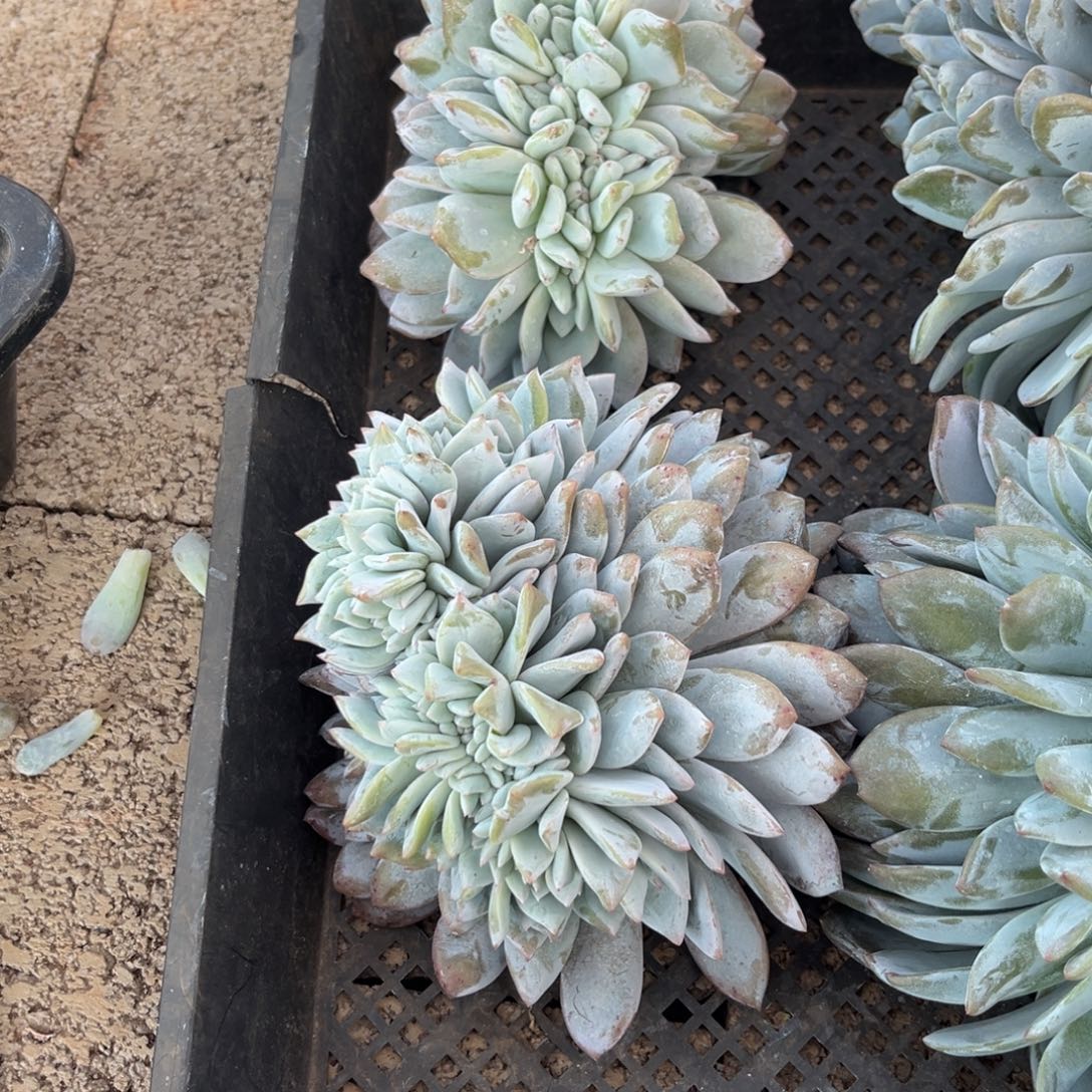 柒***节糖心雪天使多肉植物