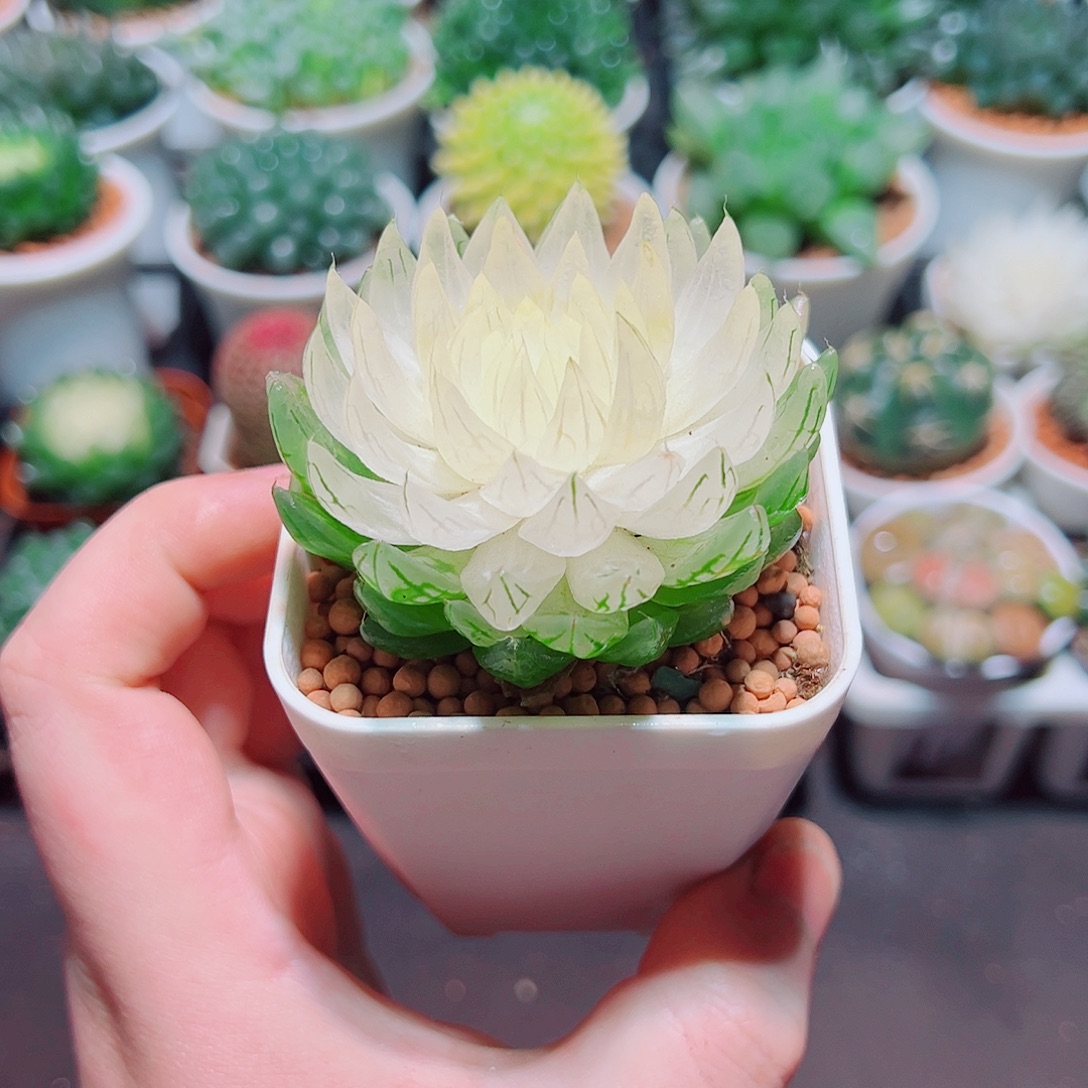 白莲花小白盆多肉多肉